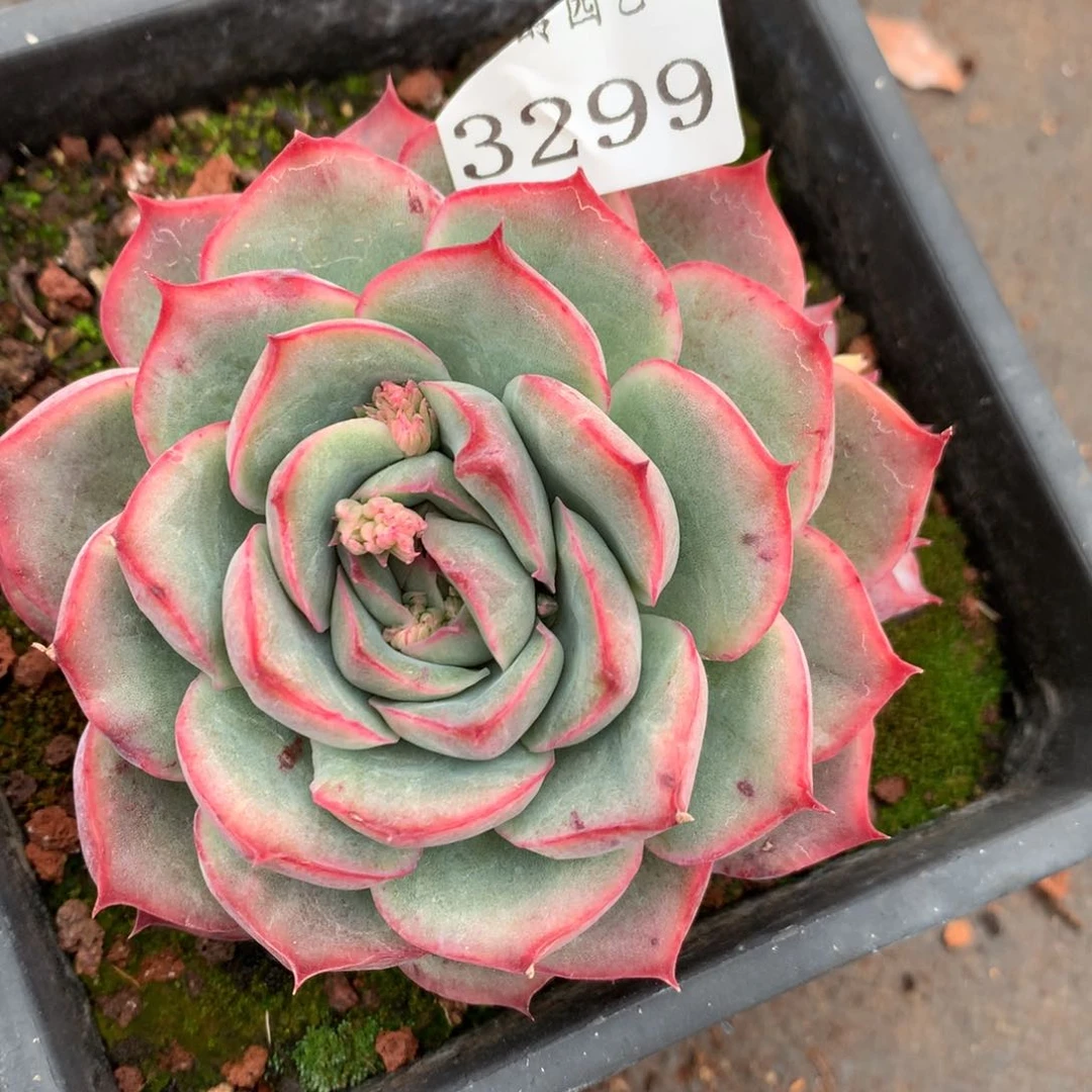 3299杂交多肉植物