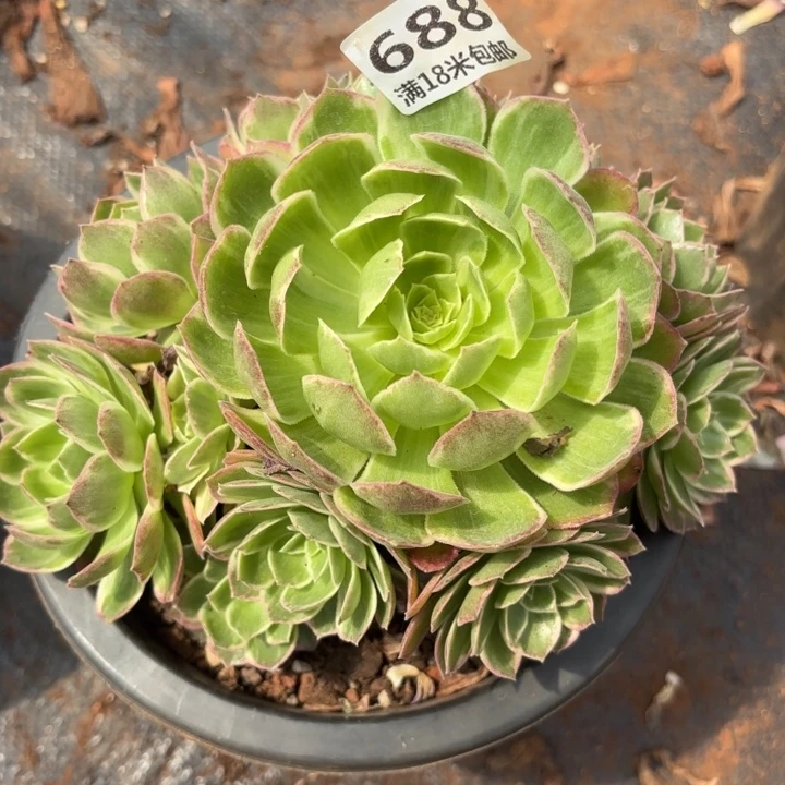 688万彩灯诺米多肉法师锦不包侧枝断枝不售后