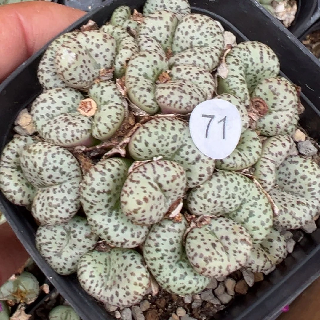 多肉植物11111111111111