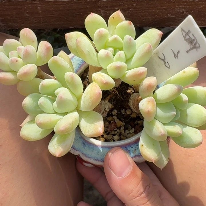 多肉植物奶糕多肉