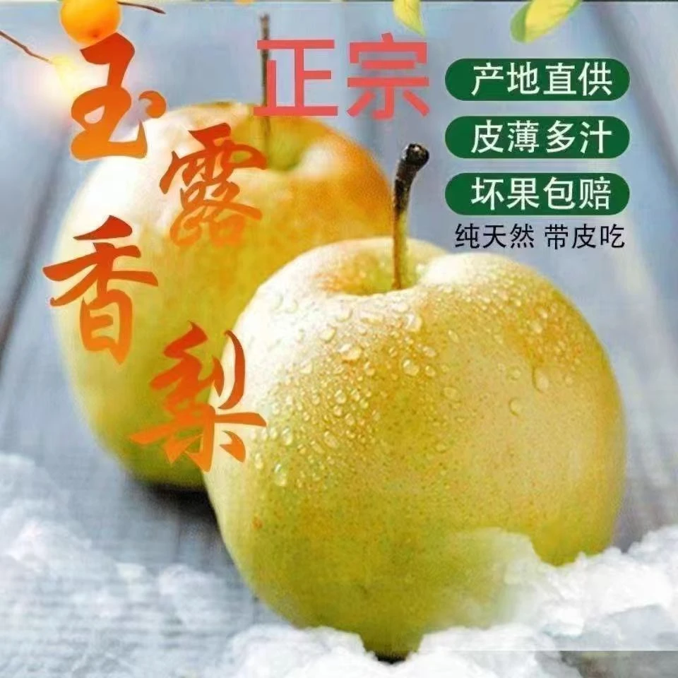 山西玉露香梨皮薄肉厚细腻无渣应季新鲜水果原产地直发