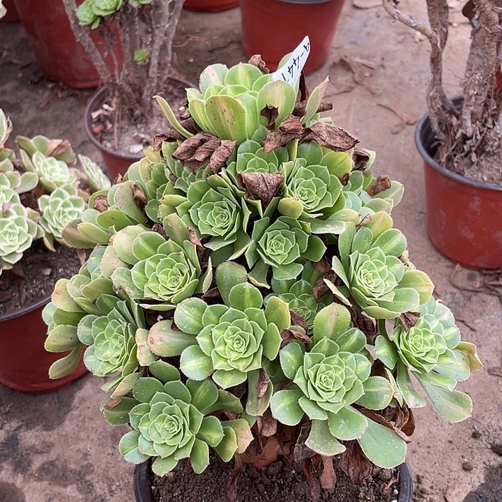 441琉璃多肉植物福利