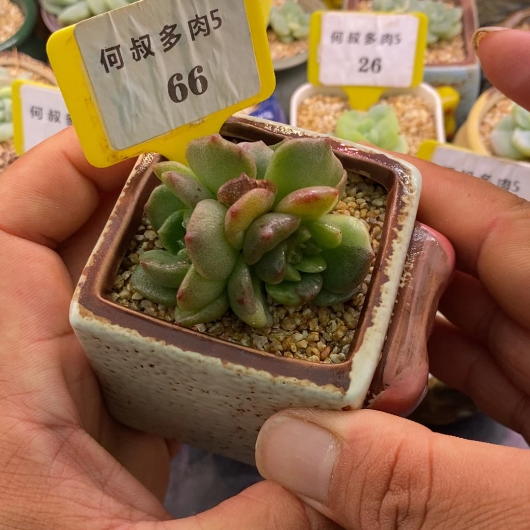 566糖心花锦多肉植物……