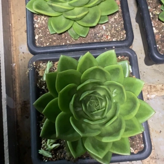 王****?翠花两颗8888888特