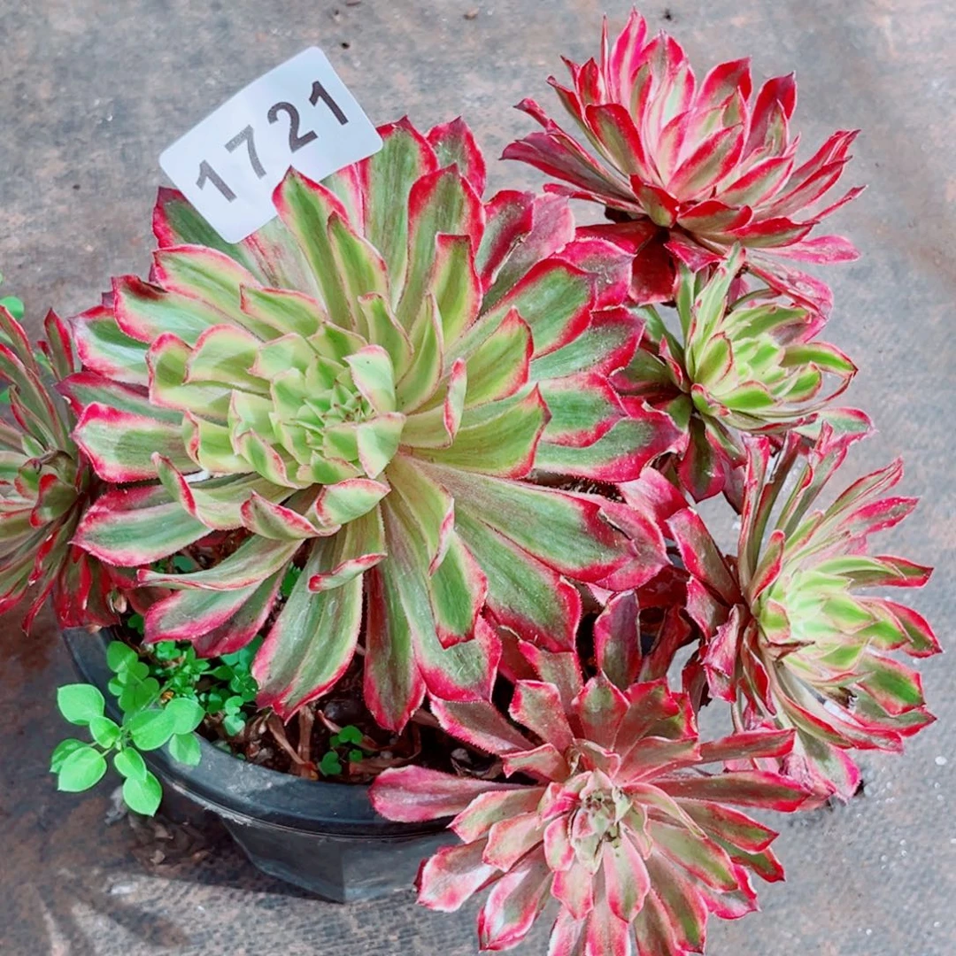 贵妃多肉发货发货