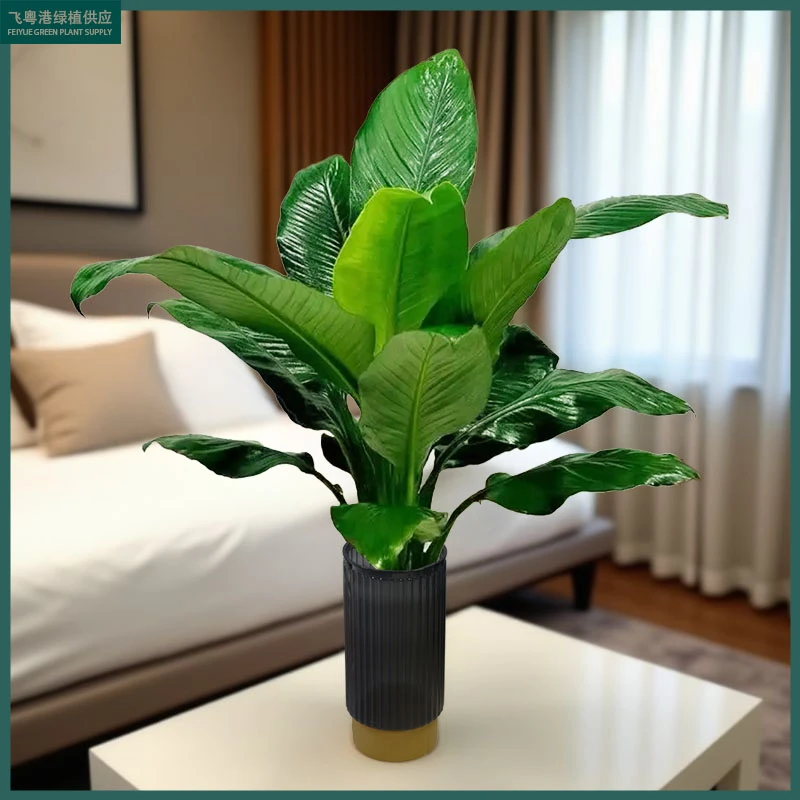 水培植物绿翡翠水培净化空气绿植不带花发货高度80cm-90cm不带瓶