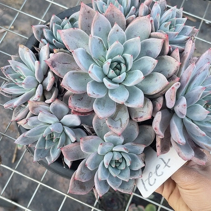 两单包邮，一物一拍，221卡系