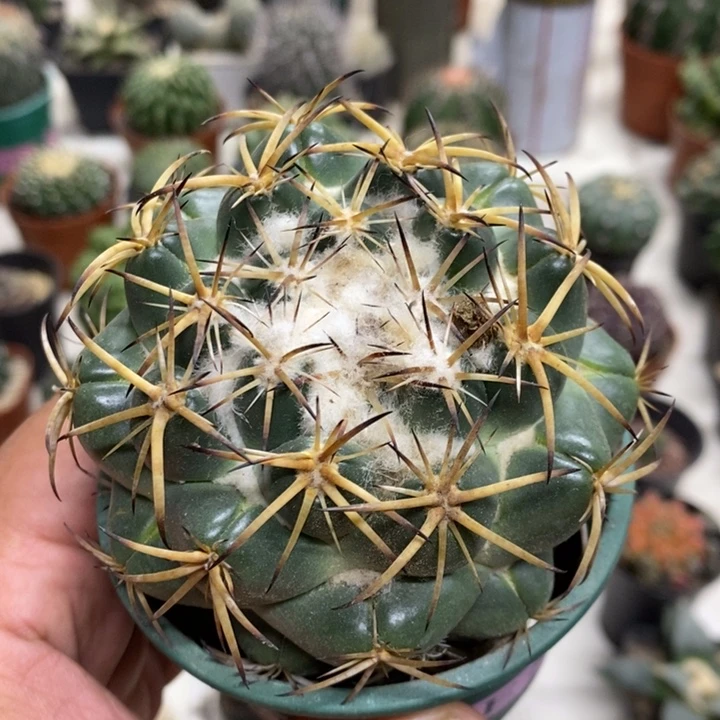 实生中号天丝特价福利