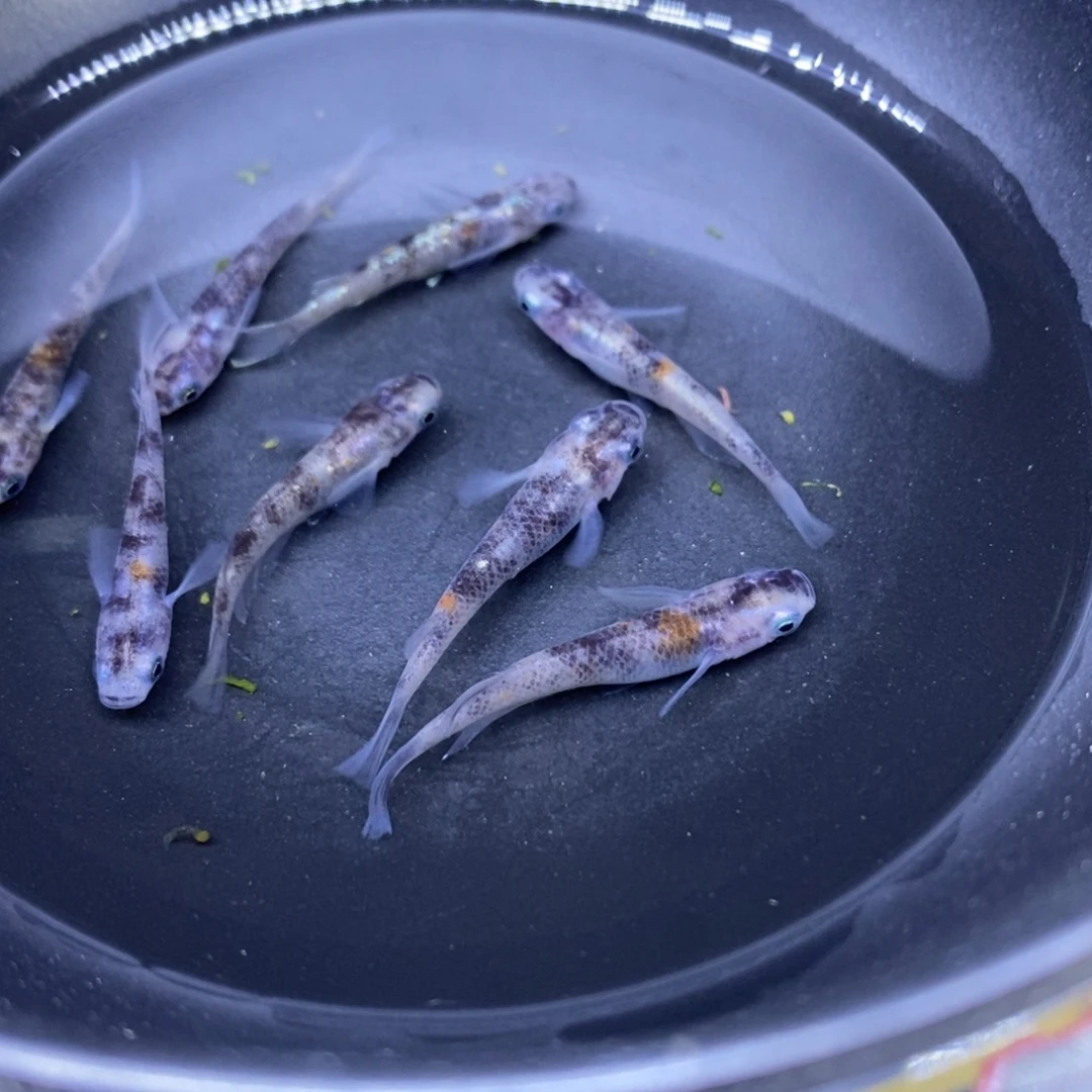 青鳉鱼6号6号6号花色