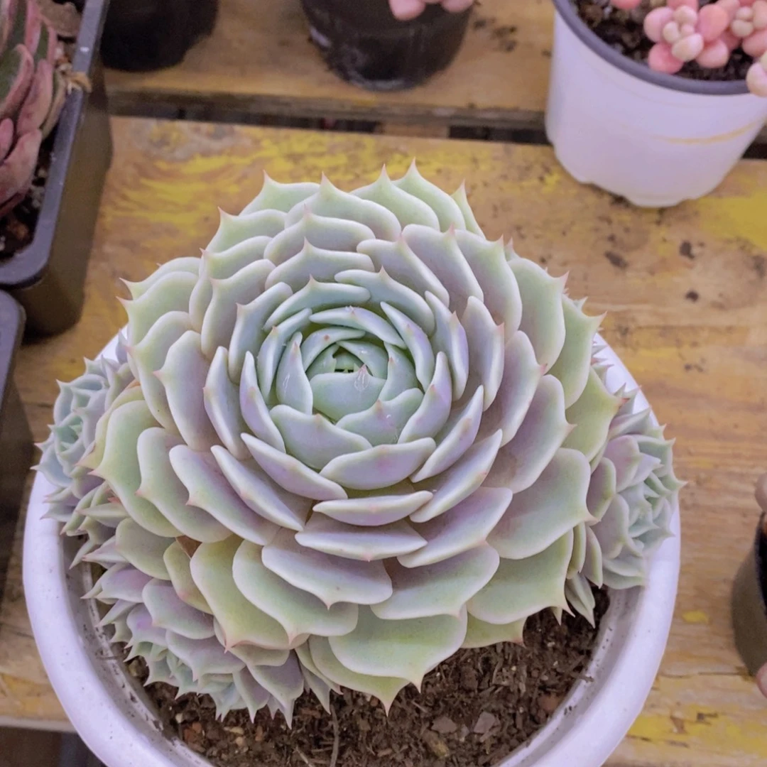 双十一场，11.10晚上