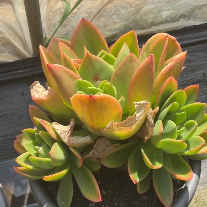 风仙。      38。