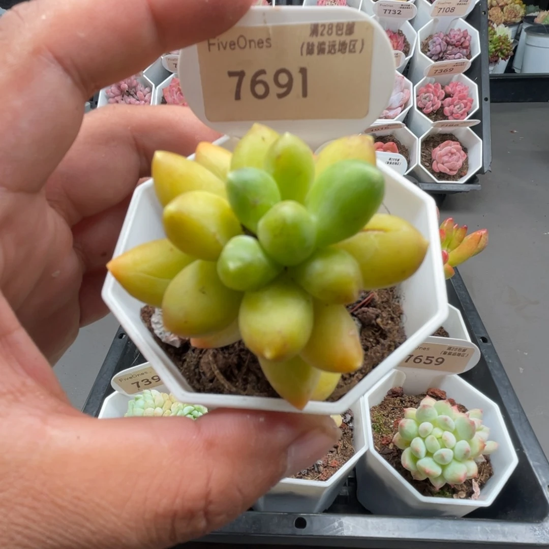 7691香蕉树4.0厘米