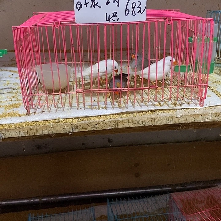 珍珠鸟辉*白加灰珍珠