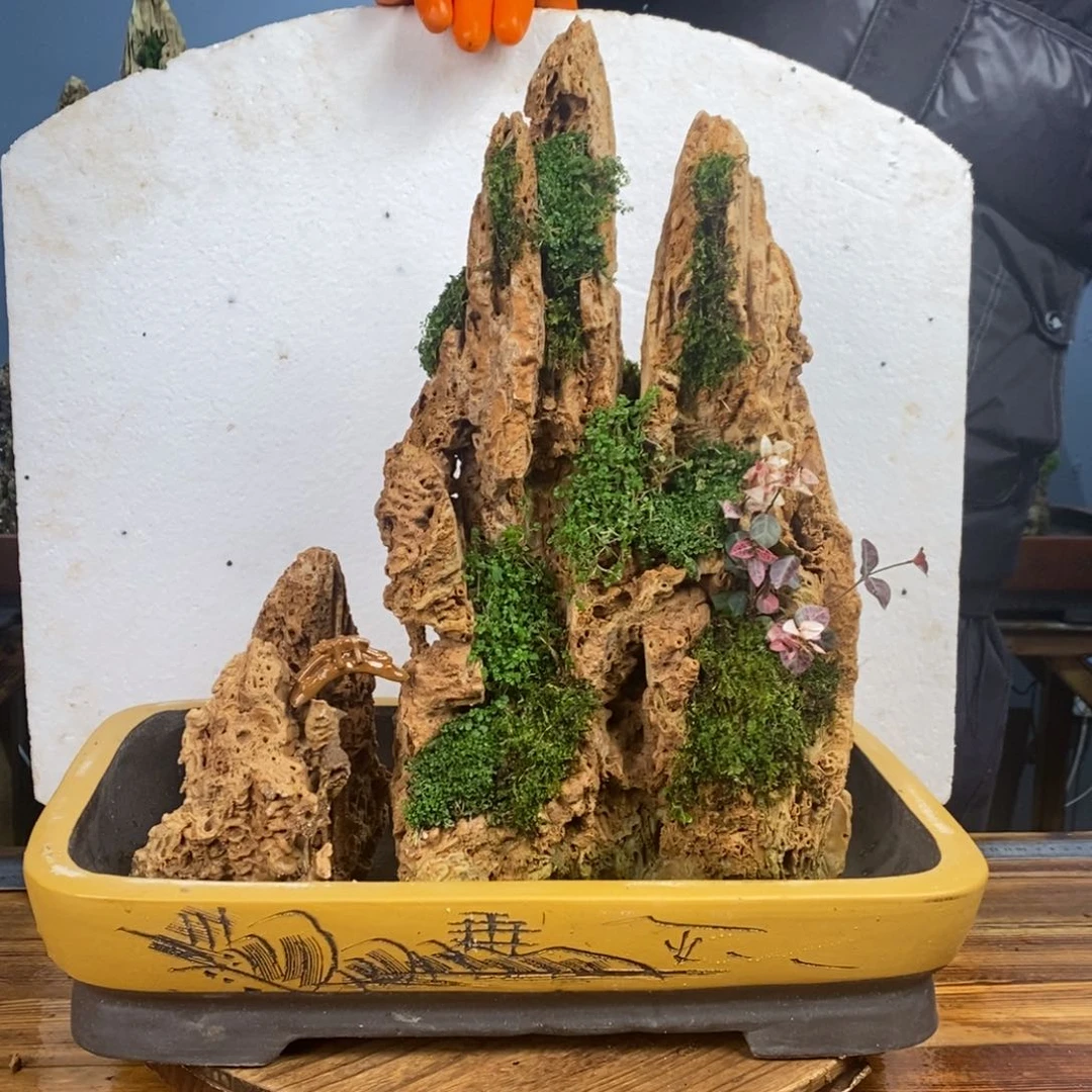 吸水石带紫砂盆230