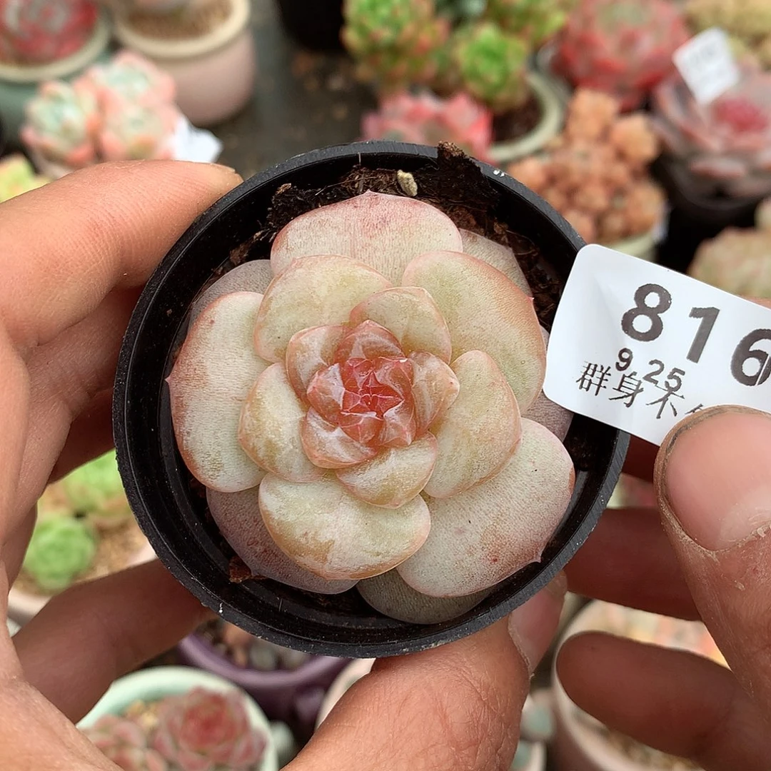 精控拇指盆9.25816