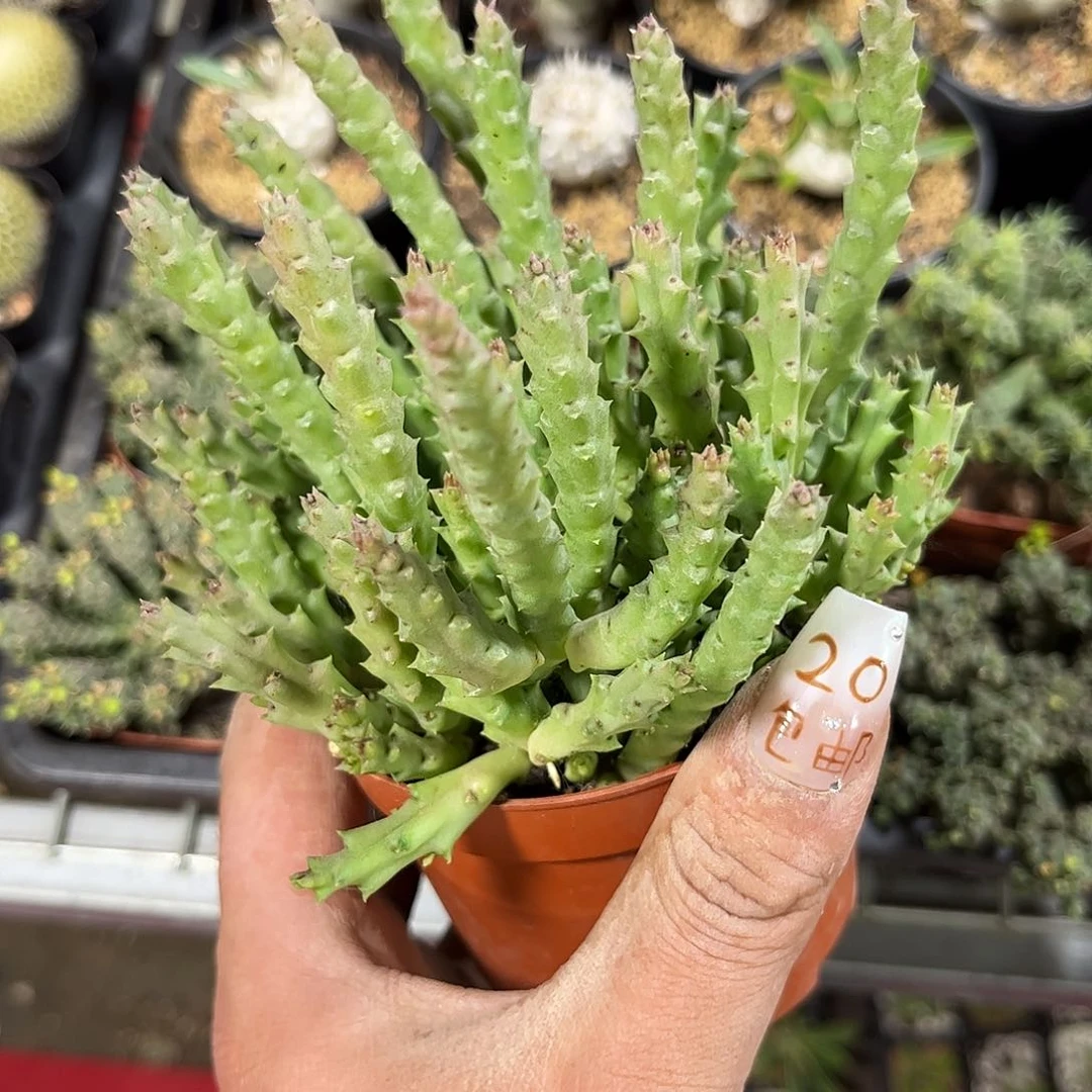 犀牛角有根发货有根发货