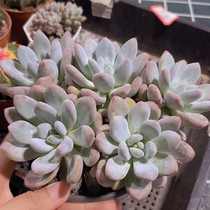 香水多肉群生多肉植物