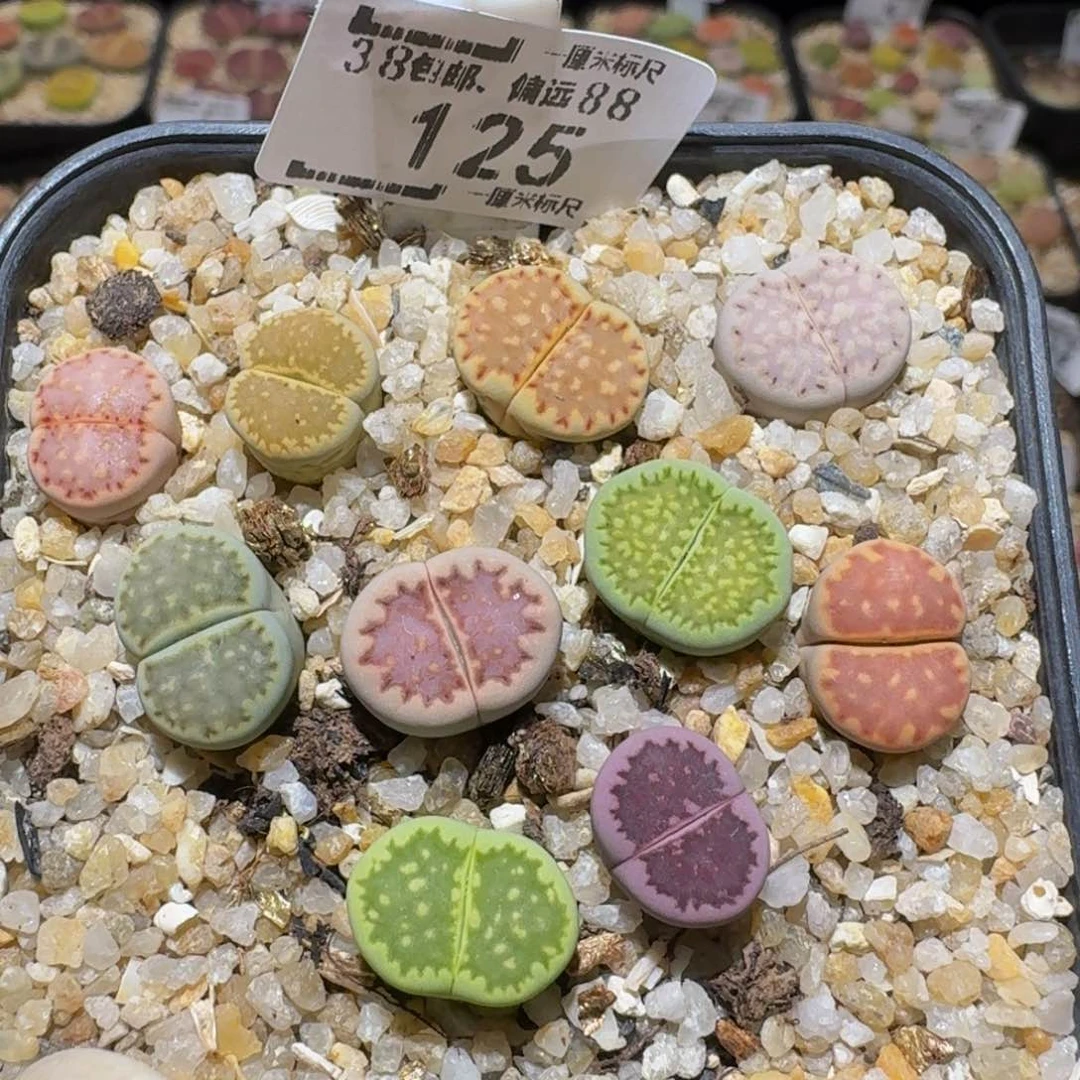Sssss精品生石花125