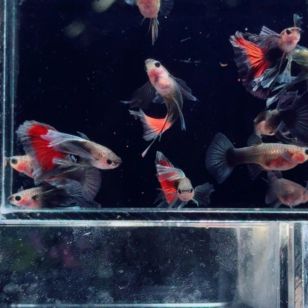 孔雀鱼玻璃体9条 新手快乐鱼