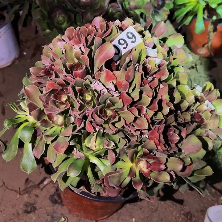 099邵修七彩多肉植物处理不售后