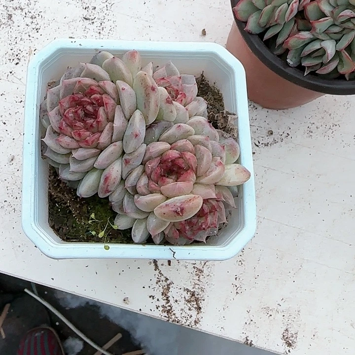 青蛙王子儿童牙膏111