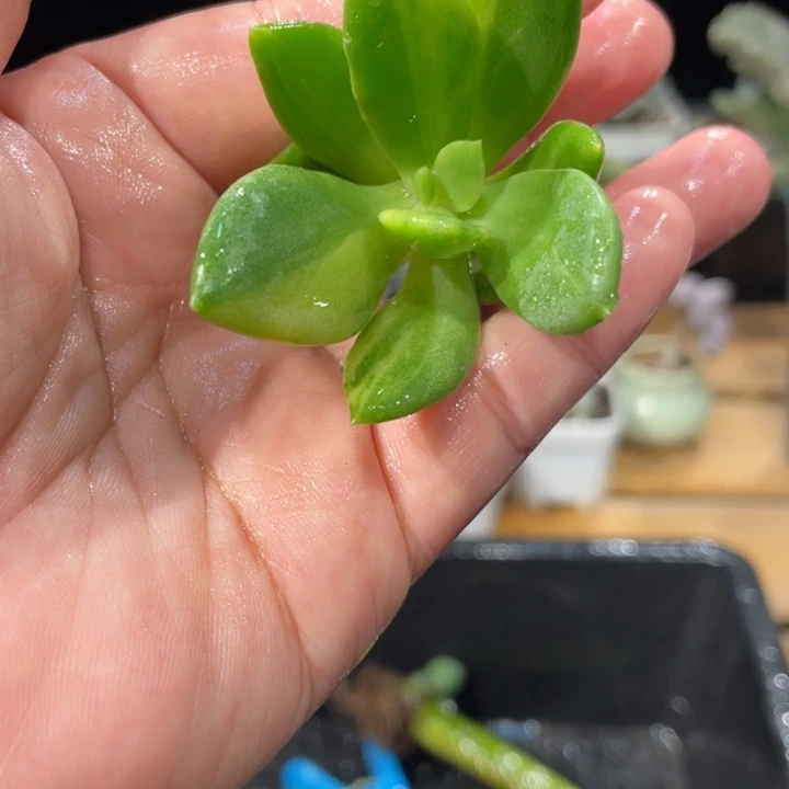 芒果美人拉丝锦头盖啊啊啊