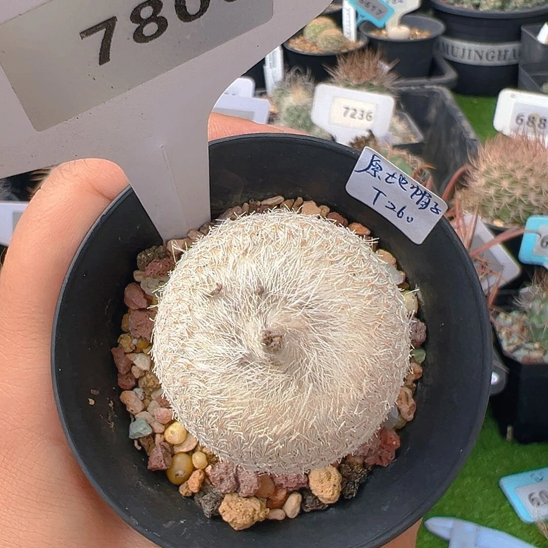 7800原地帽子实生裸根发