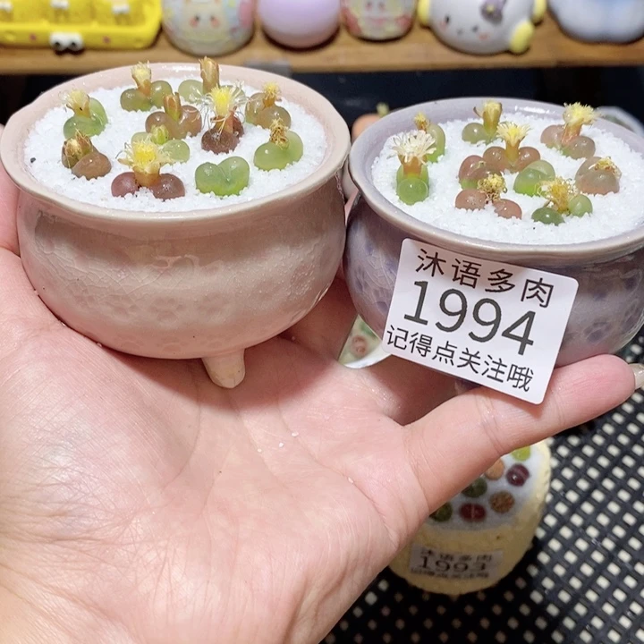 带盆土植物 一物一拍1994