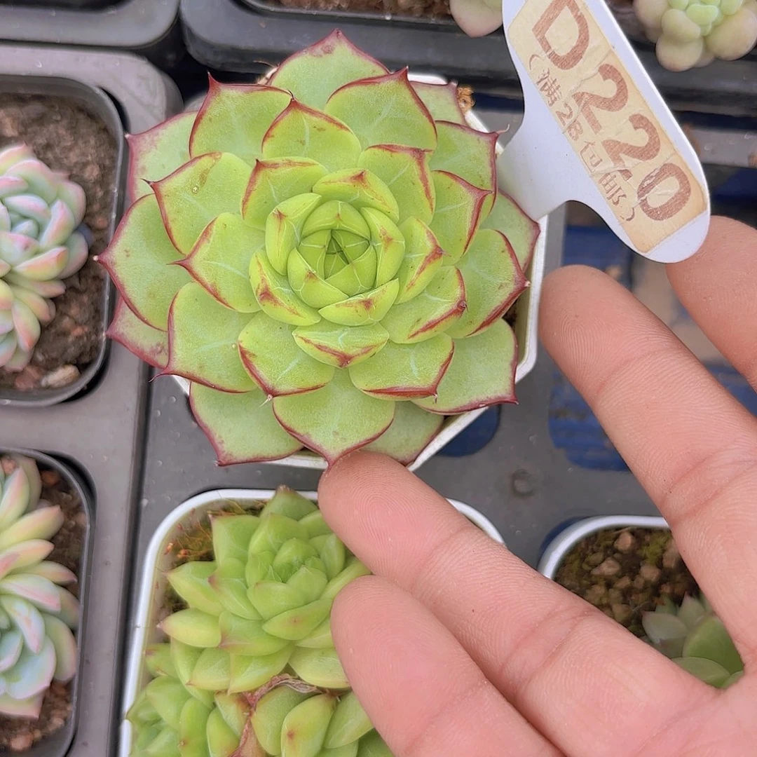 D220珍妮一物一拍