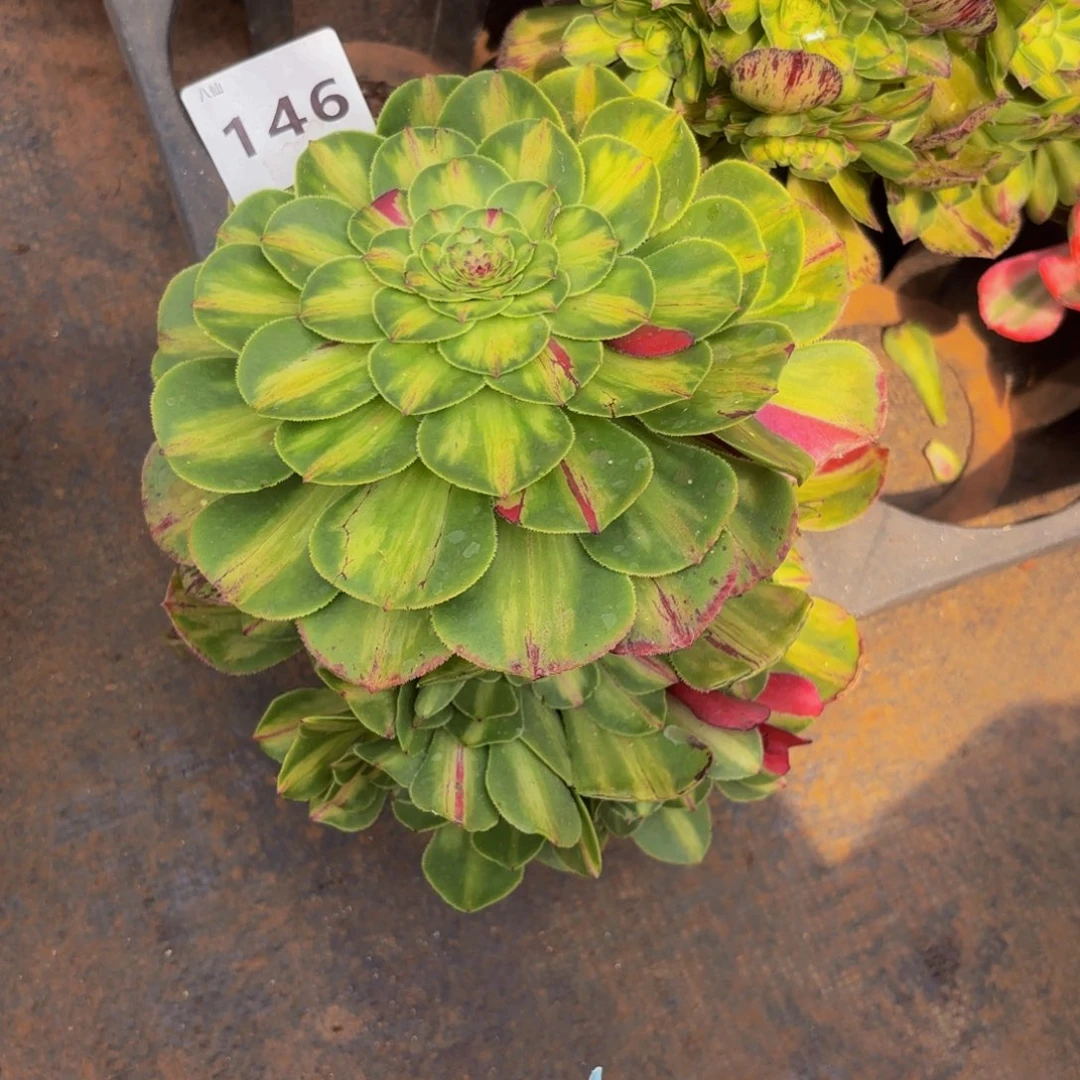 紫****1146多肉植物知否无根