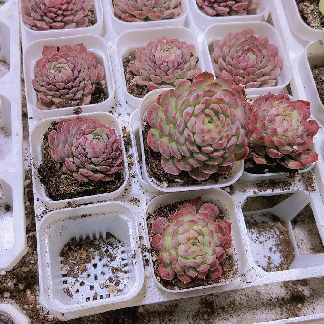 朱砂痣2个19包邮