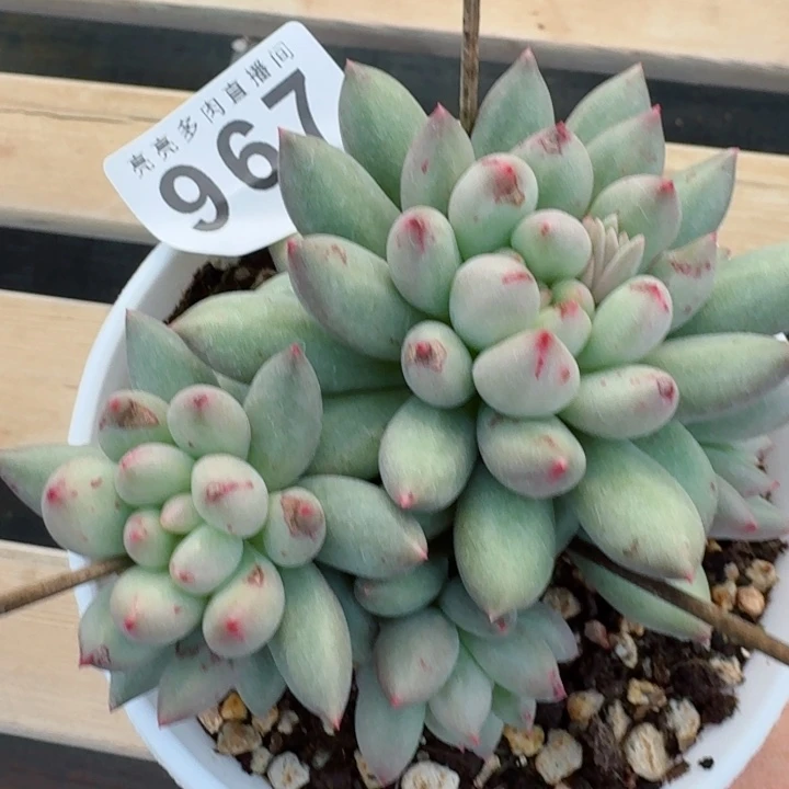 岩字         精控精养多肉植物