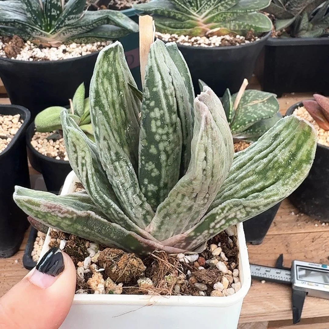 M****卓蜗牛哈哈哈哈哈哈哈