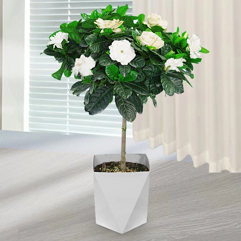 棒棒糖老桩栀子花盆栽单杆四季开花卉好养阳台办公室内水培绿植
