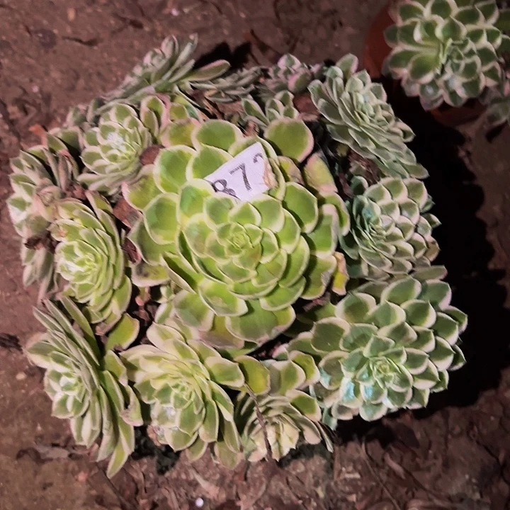 872唐三彩多肉植物