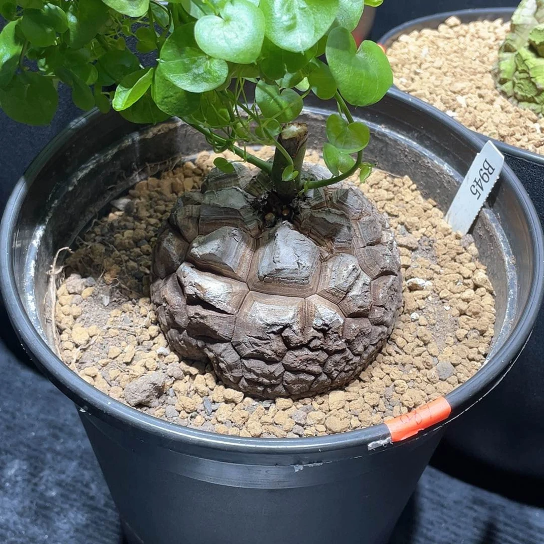 945号龟甲龙9.8公分