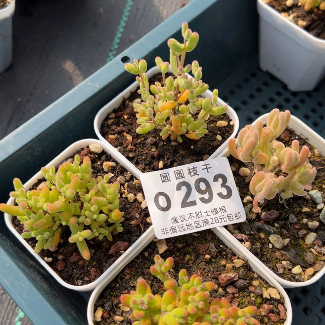 【闪购商品】o293新手套餐喜欢可拍