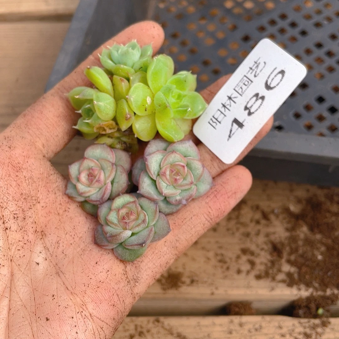 多肉植物多肉植物486