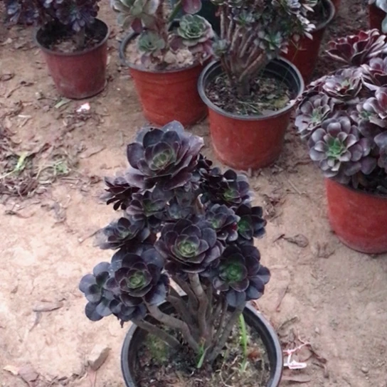 水***鱼圆叶小朵朵多肉植物9