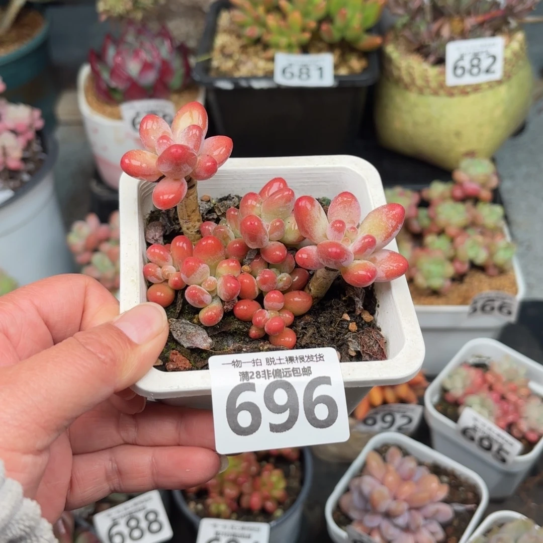 樱花奶整群无盆土发货