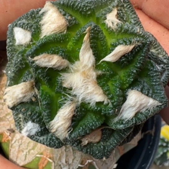 【闪购商品】无花朵螺旋辛顿164