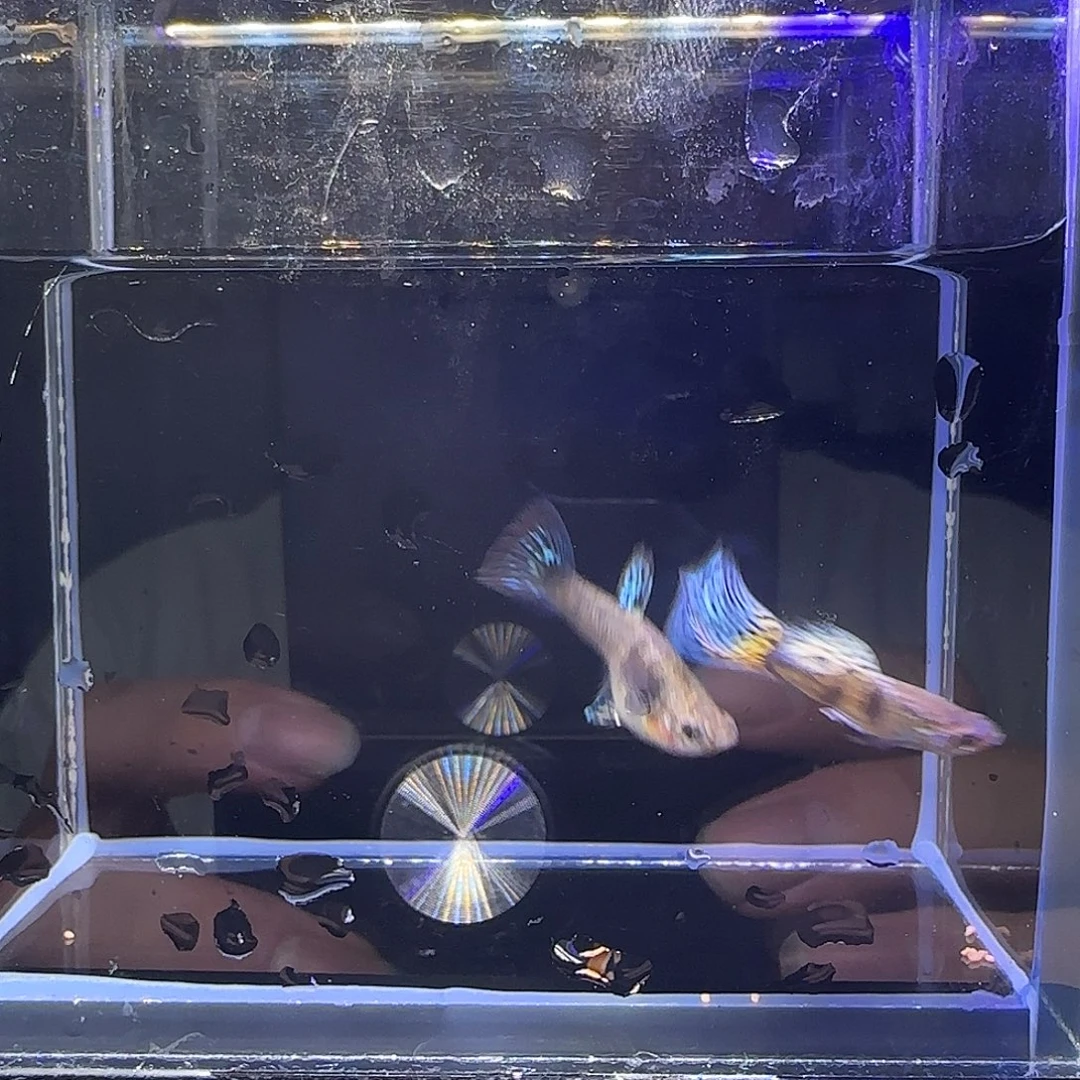 孔雀鱼蓝虎斑一对