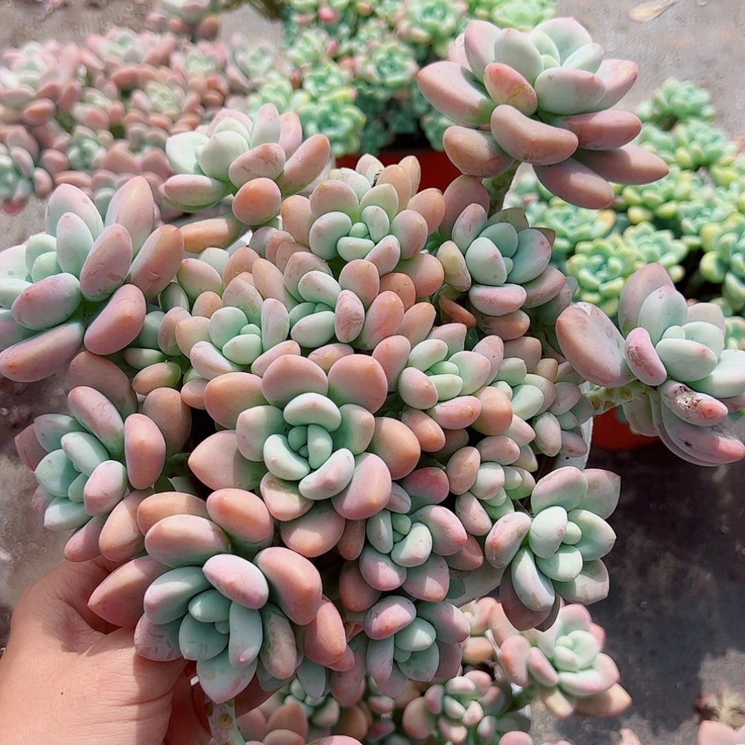 樱花红洛神多头大盆群老桩