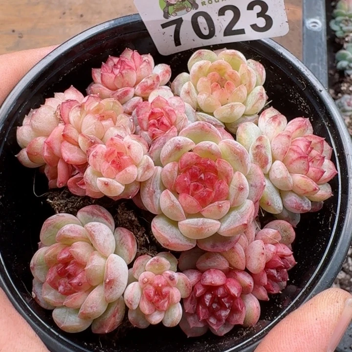 多肉植物多肉植物