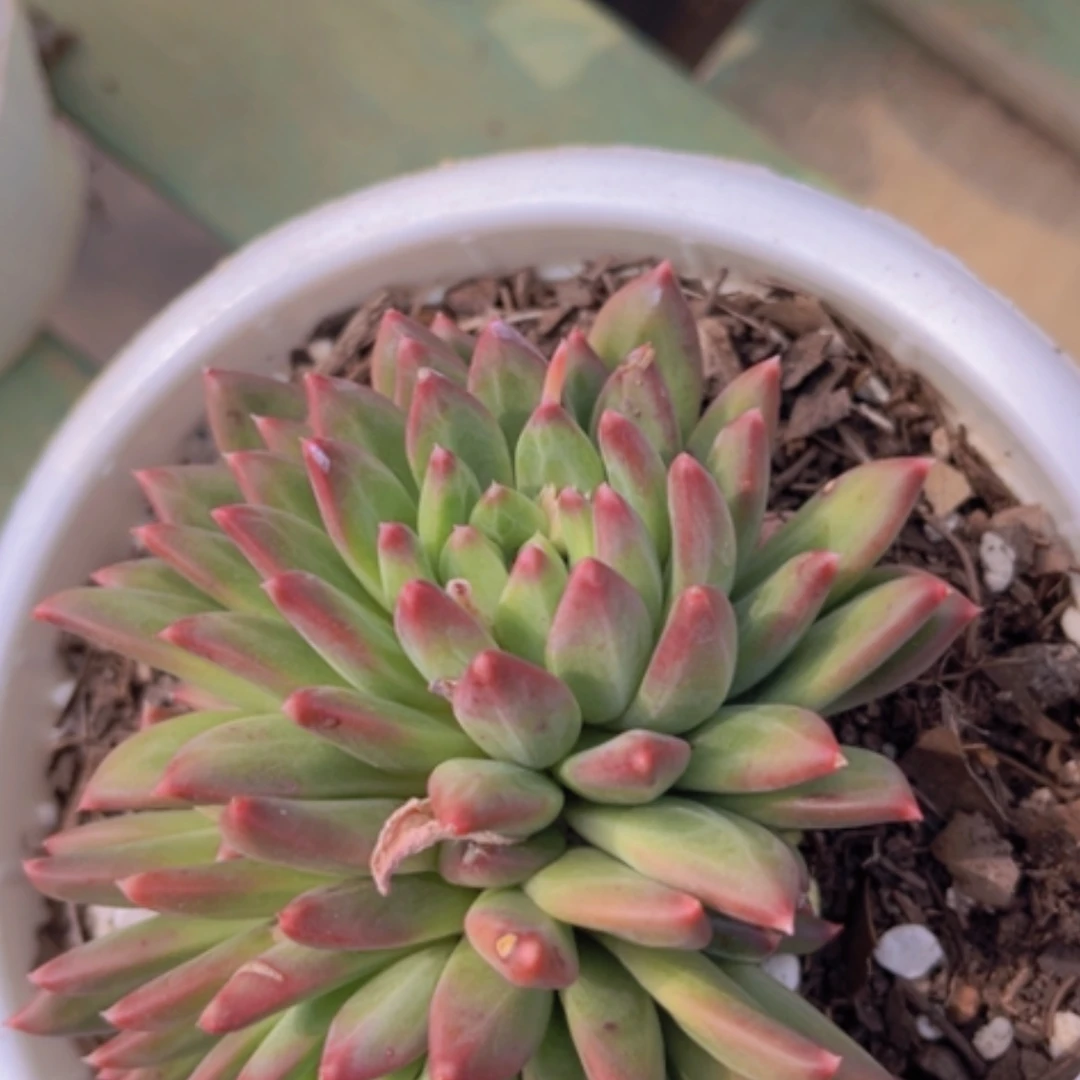 【闪购商品】惠兰10155