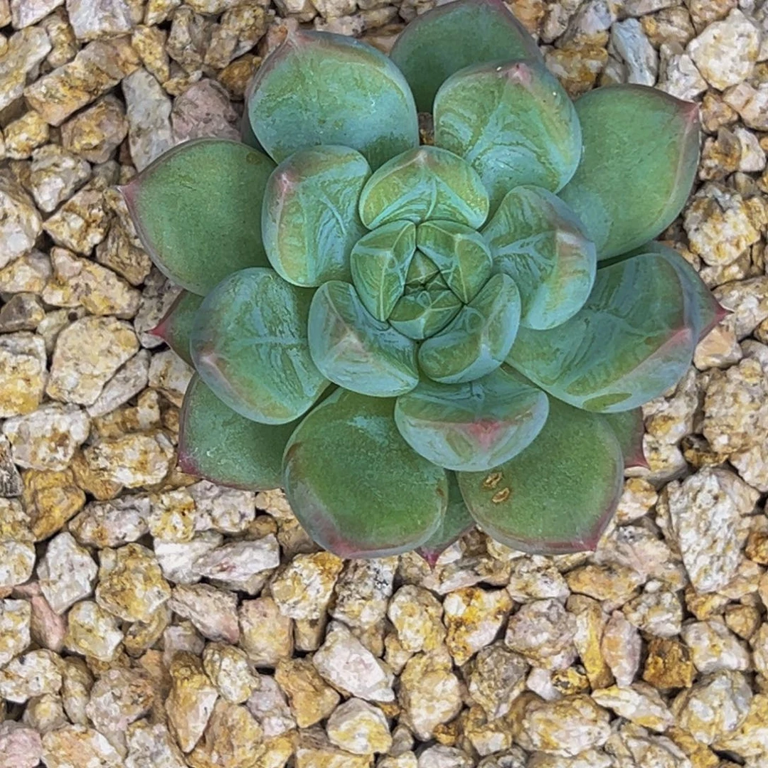 从***前从前 艾米丽个体发货