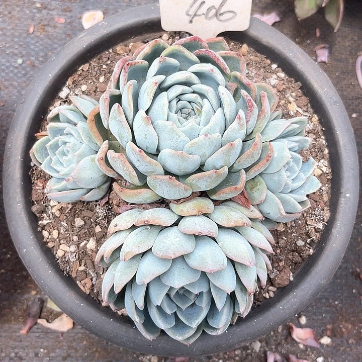 晨语多肉，一物一拍莎莎406