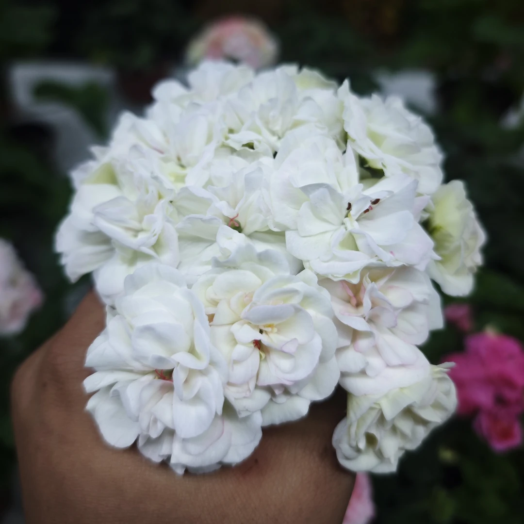 加琳娜乌拉诺娃半兽系列天竺葵