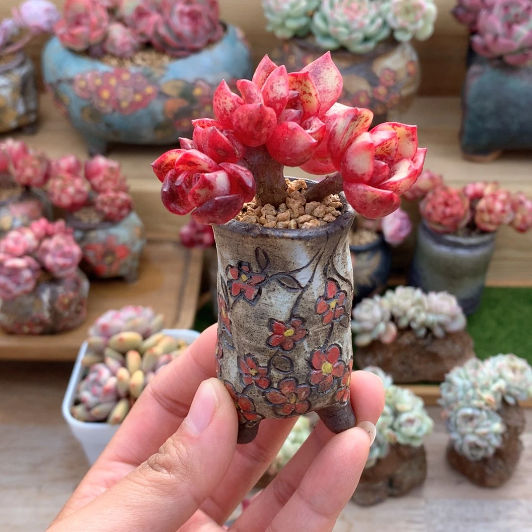 住****妞小窝肉加盆一物一拍整