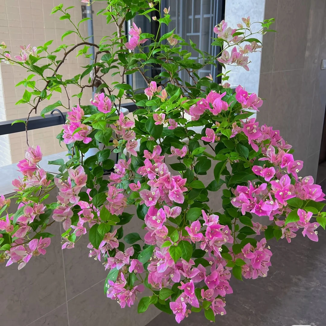 勤花三角梅漳红樱盆栽四季开花绿化适合室内花卉阳台玫瑰花树苗